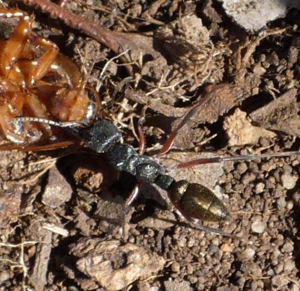 Bull Ant | Project Noah