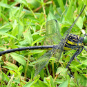Dragonhunter Dragonfly