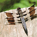 Common whitetail dragonfly