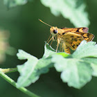 skipper butterfly