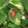 Fulvous Pied Flat butterfly  - Orange butterfly
