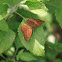 Fulvous Pied Flat butterfly  - Orange butterfly