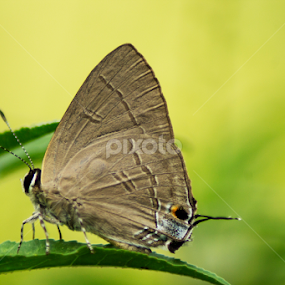 SLATE FLASH BUTTERFLY by Sankar Singha - Animals Insects & Spiders