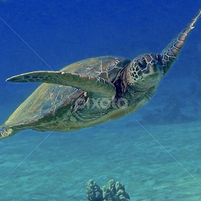 by Tatiana Gonnason - Animals Sea Creatures