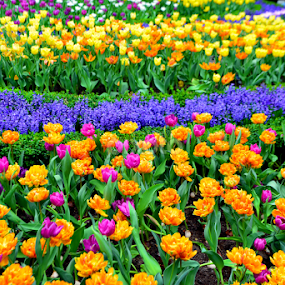 Colourful Tulip by Welly Agus - Flowers Flower Gardens