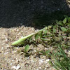 Praying Mantis (Mantid)