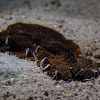 Marine Flatworm
