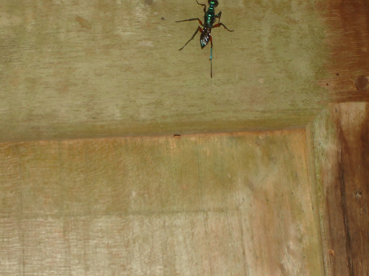 Emerald cockroach wasp/ jewel wasp