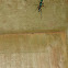 Emerald cockroach wasp/ jewel wasp
