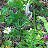 Texas Anemone or Tenpetal Thimbleweed