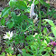 Texas Anemone or Tenpetal Thimbleweed