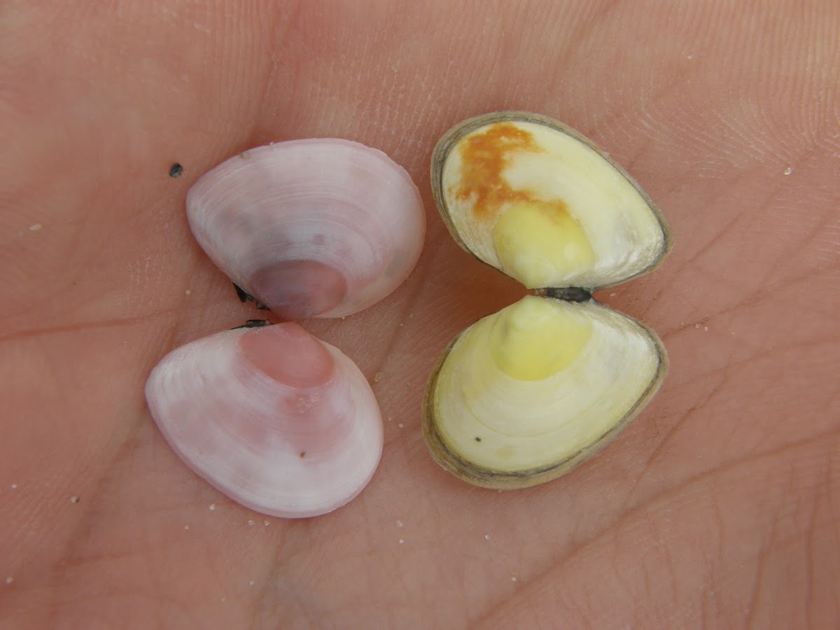 Baltic macoma (juvenile´s shells)