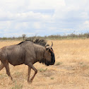 blue wildebeest