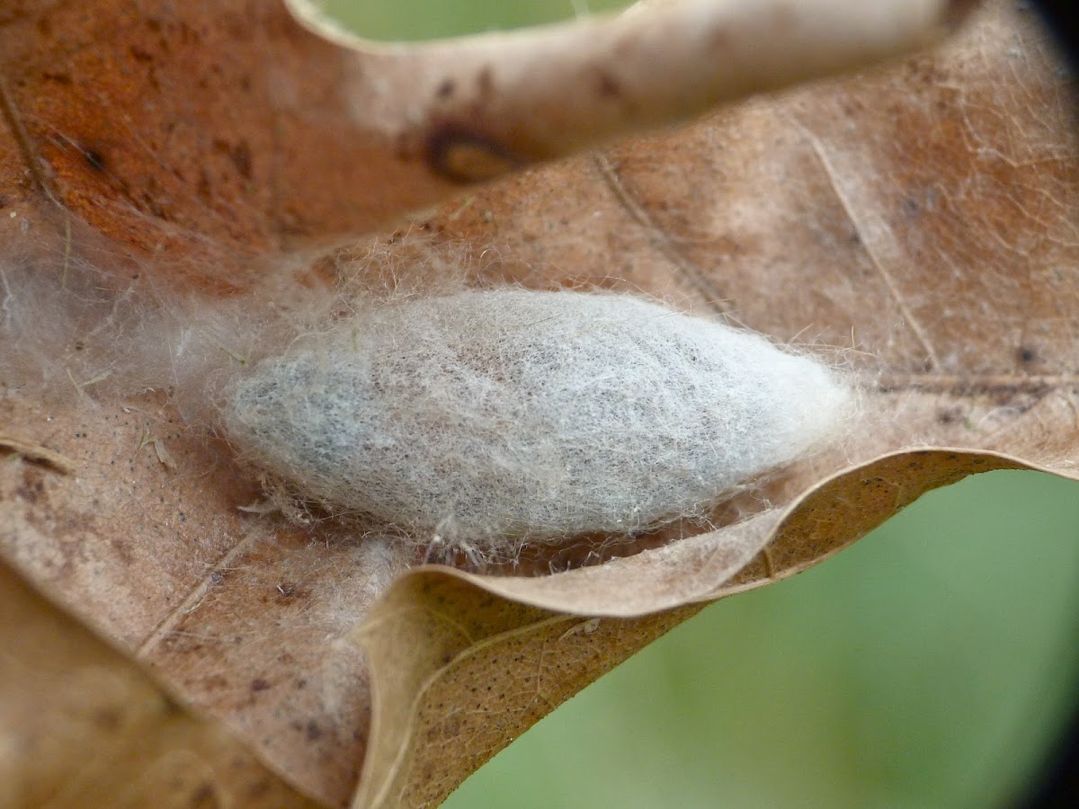 Unknown silkmoth cocoon