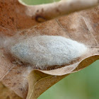 Unknown silkmoth cocoon