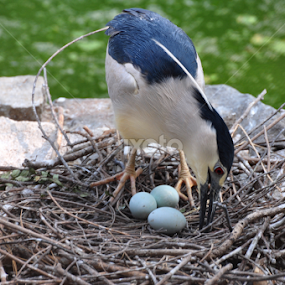 Mothers Love by Krishna Tangutur - Animals Birds