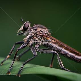 by Ferdy Zilo - Animals Insects & Spiders