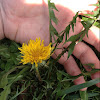 Common Dandelion