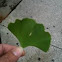 Ridged leaf
