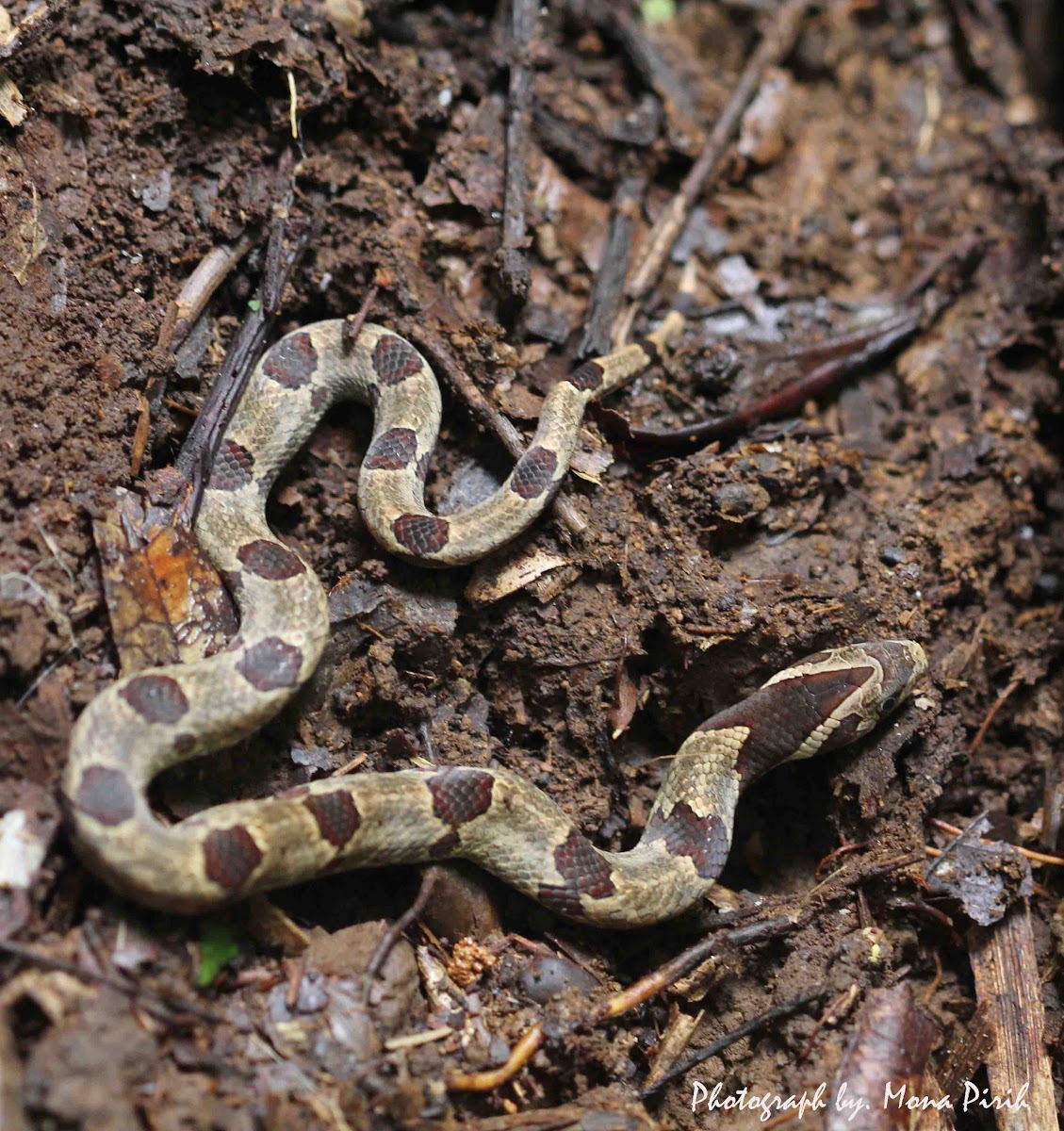 Kukri Snake