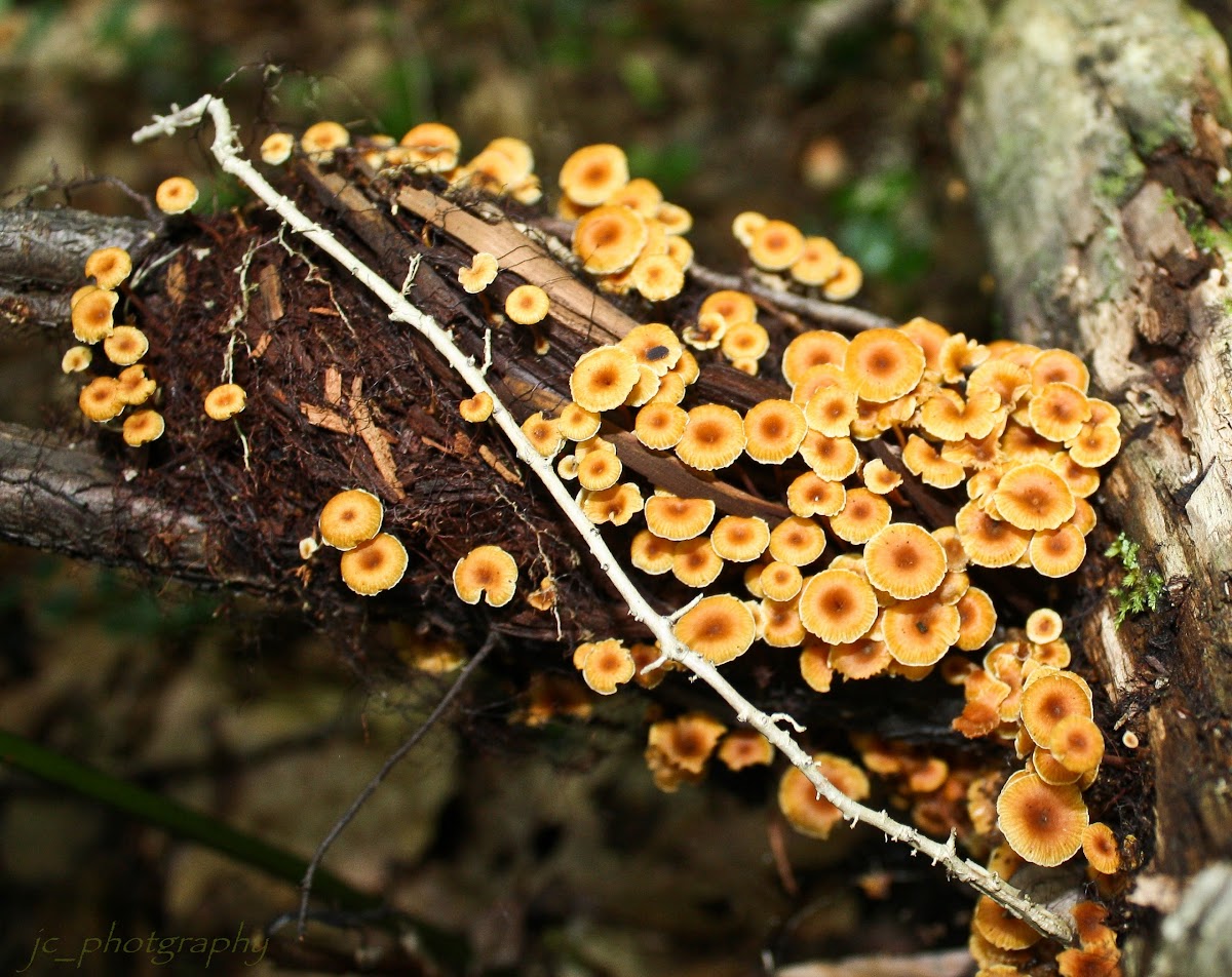Cross-veined Troop Mushroom