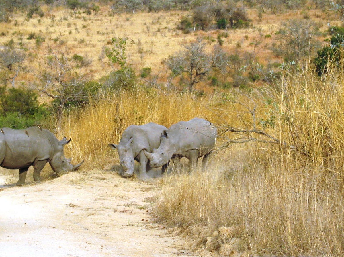 White rhinoceros/ Square-lipped rhinoceros