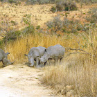 White rhinoceros/ Square-lipped rhinoceros