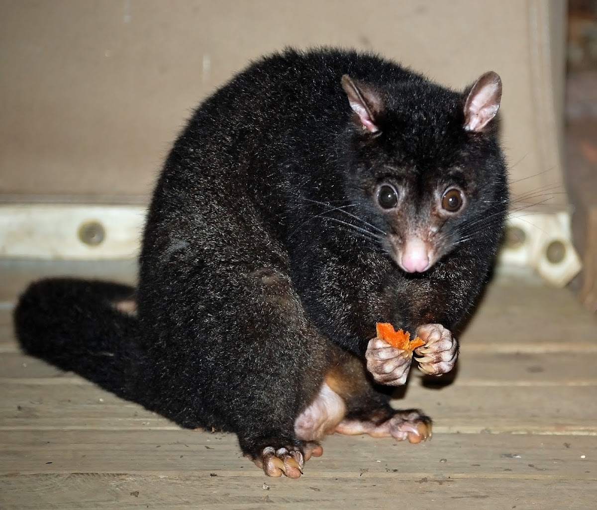 Short-eared Possum