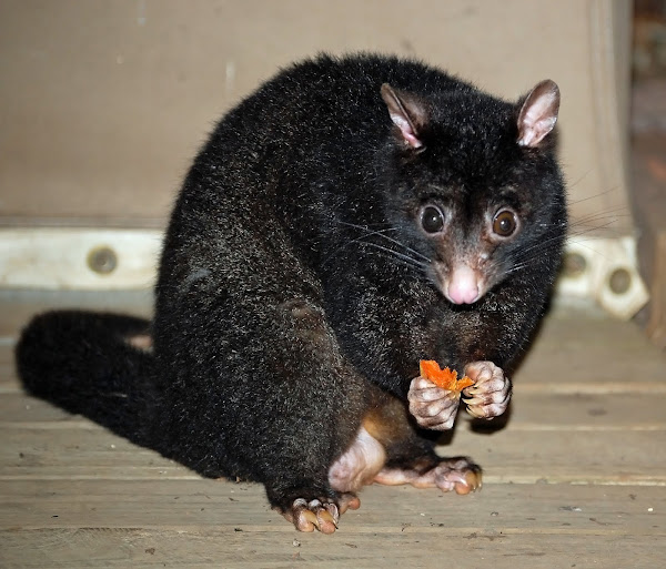Short-eared Possum | Project Noah