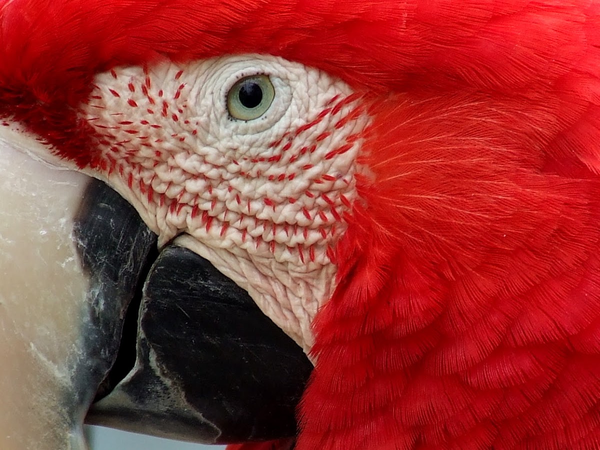 Green-winged Macaw