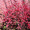 Red Flowering Quince