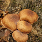 Rogers Mushrooms