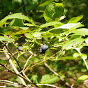 Wild Blueberries