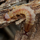 Bark beetle larva (Cucujidae)
