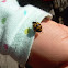 Asian lady beetle