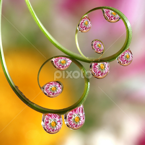 by Wahyudi Barasila - Nature Up Close Natural Waterdrops