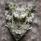 moss green moth