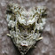 moss green moth