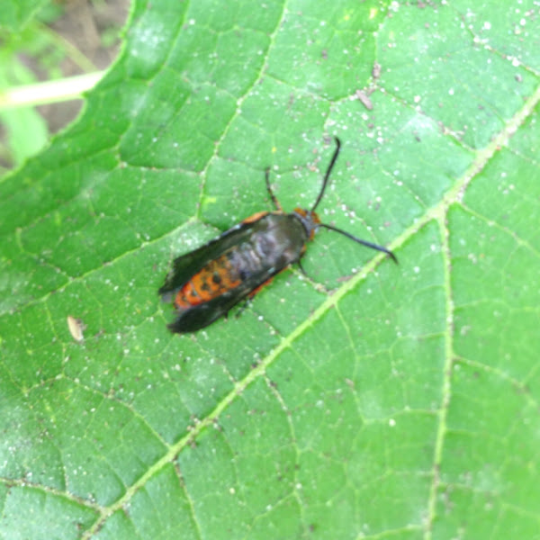 Squash vine borer moth Project Noah