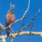 Brown-capped Rosy-finch