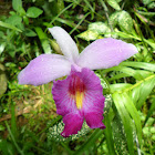 Bamboo Orchid