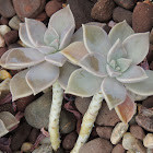 Mother-of-Pearl Plant