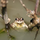 Illinois Chorus Frog