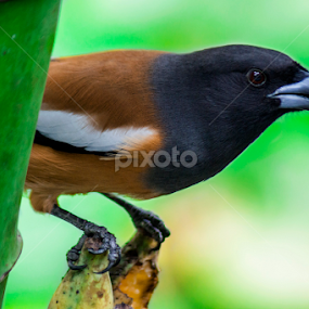 Rufous Treepie by Avik Mondal - Animals Birds