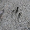 Agouti footprints