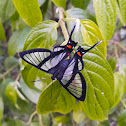Chorinea butterfly