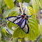 Chorinea butterfly