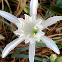 Pancratium maritimum or sea daffodil /Azucena o lirio de mar
