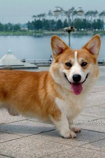 Download Pembroke Welsh Corgi Puzzle APK for Android
