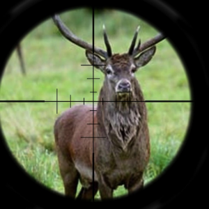 Deer Hunt: Rifle Shot Kill.apk 1.0
